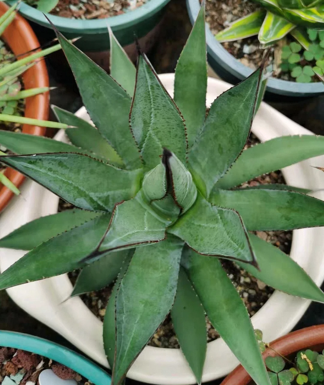 plant Aeonium Echeveria Haworthia  Caudex  Lithops Cactus  Agave 