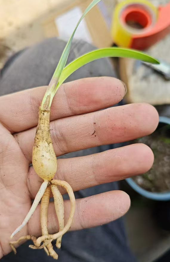 plant Aeonium Echeveria Haworthia  Caudex  Lithops Cactus  Agave 