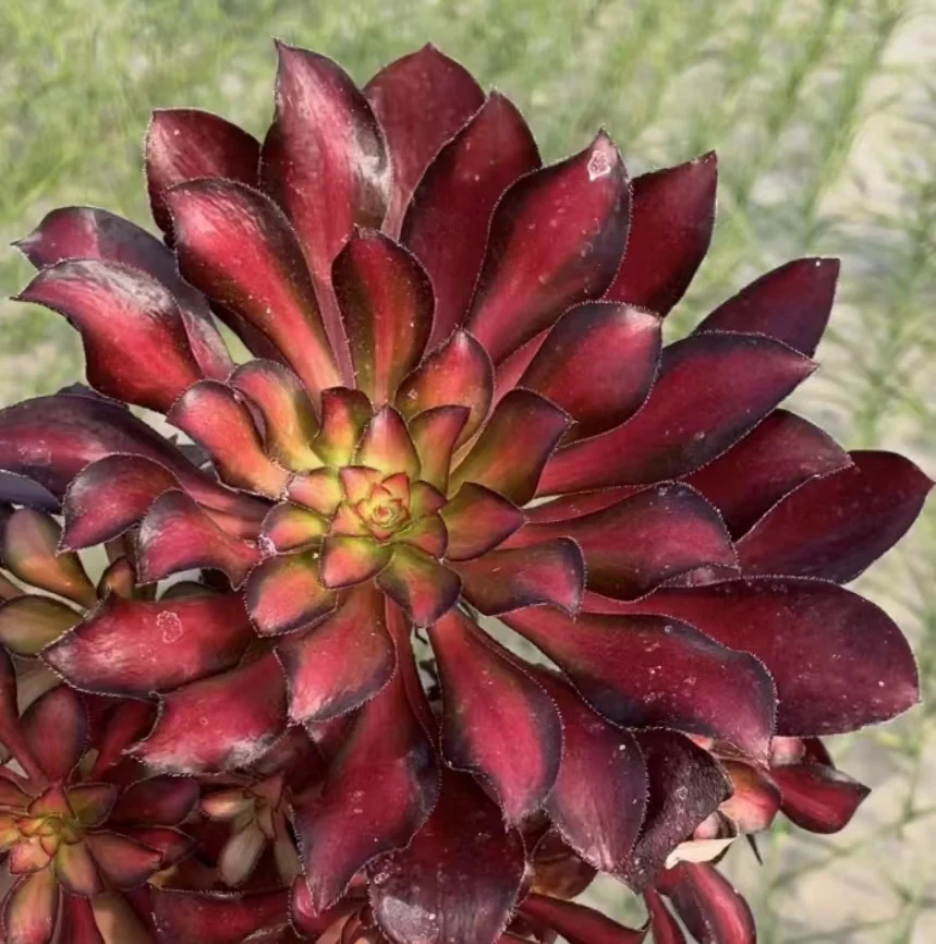 908. Chanel middle spot variation single head and cutting / Aeonium plants / Garden landscape / Carefully select healthy plants