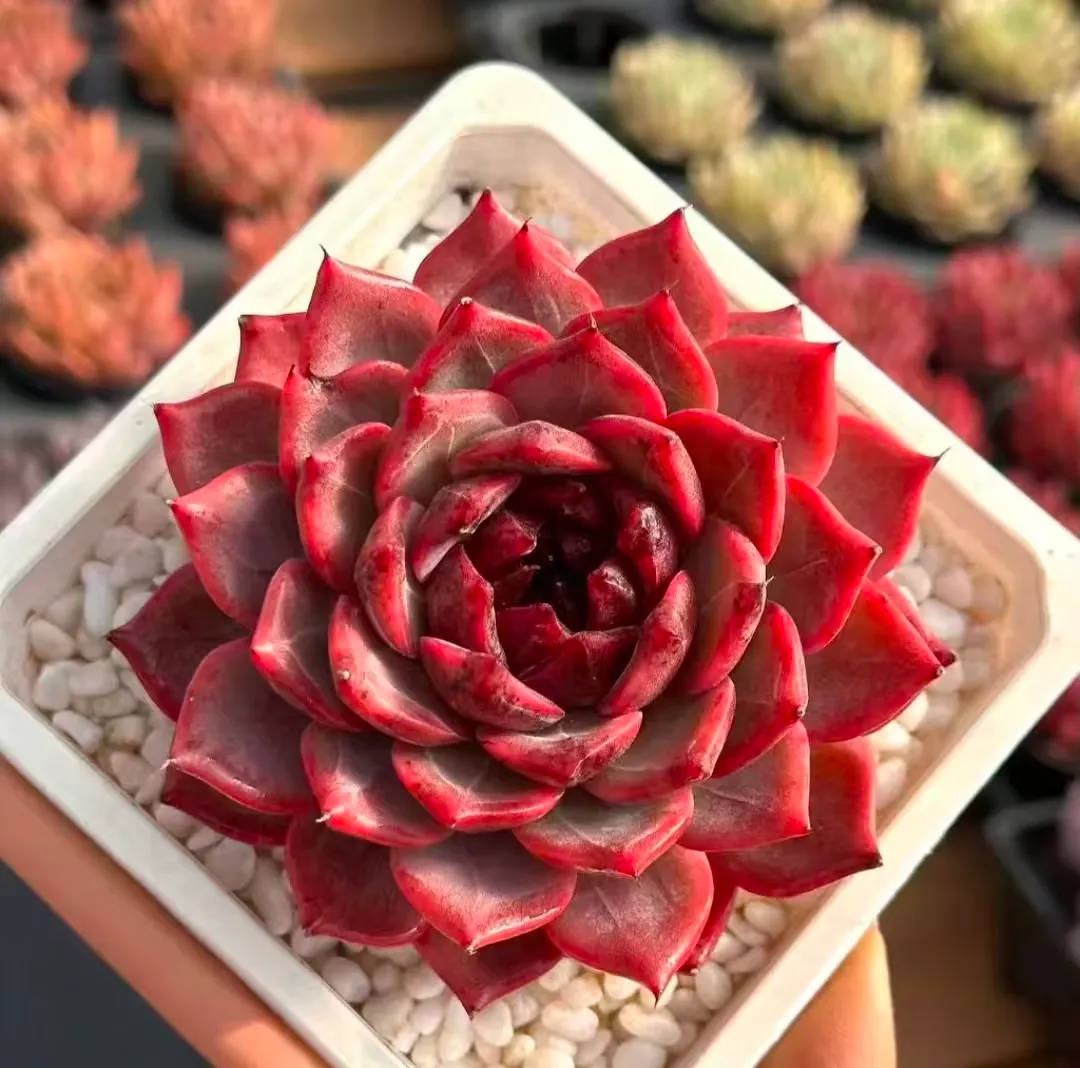 plant Aeonium Echeveria Haworthia  Caudex  Lithops Cactus  Agave 