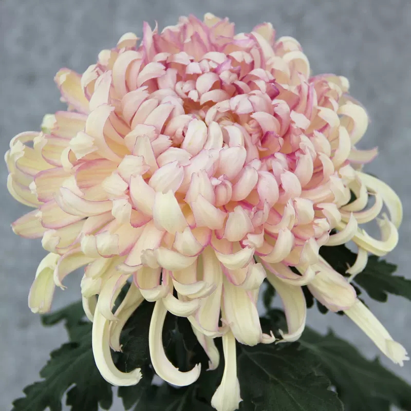 Mixed Spider Mums Flower Seeds-Over 20 Colors