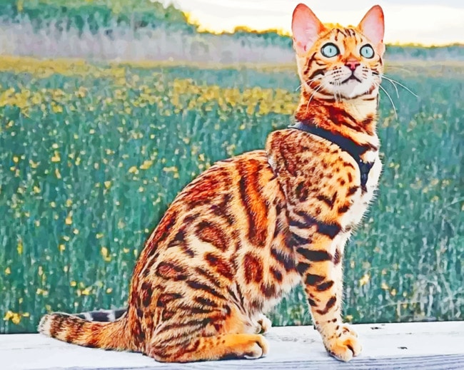 

Bengal Cat – Paint By Numbers - 40*50CM, 501 Original