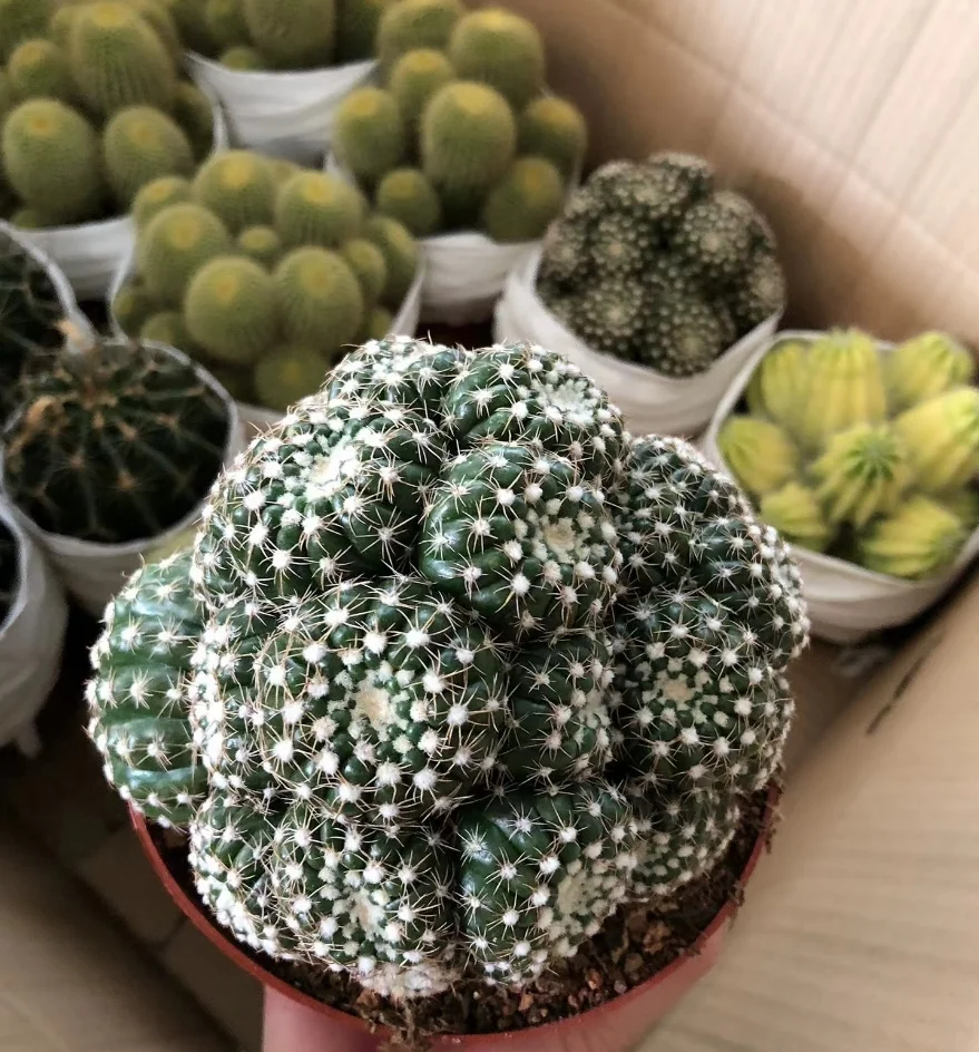 plant Aeonium Echeveria Haworthia  Caudex  Lithops Cactus  Agave 