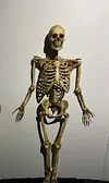 1/6 scale (approximately 12 inches) movable human skeleton model