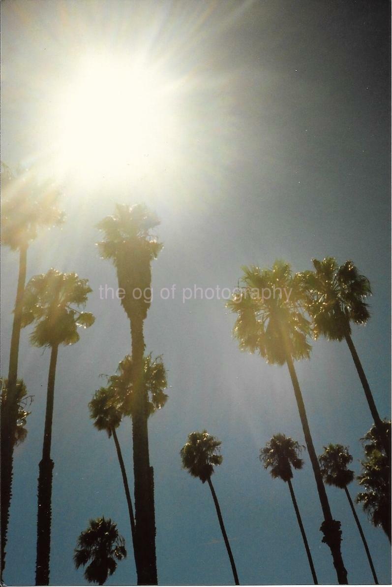 California Palms FOUND Photo Poster paintingGRAPH Trees SUN Color Original Snapshot VINTAGE 99 2