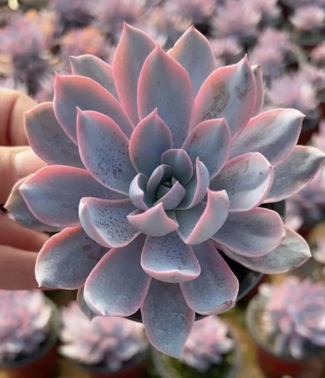 plant Aeonium Echeveria Haworthia  Caudex  Lithops Cactus  Agave 