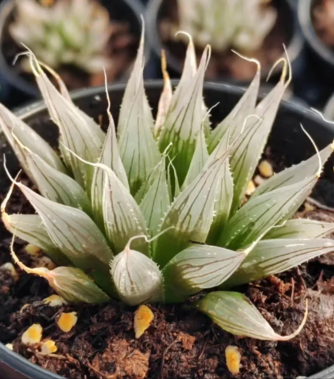 plant Aeonium Echeveria Haworthia  Caudex  Lithops Cactus  Agave 