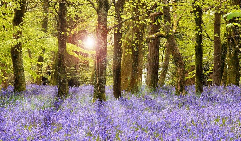 Fairytale Bluebell Wood Sunset 12x8 inch print picture