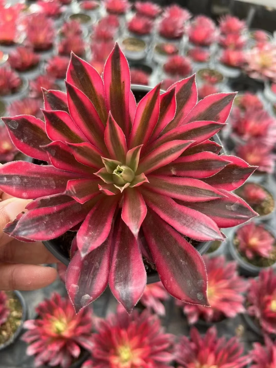  120.  Phoenix white beocade/ Aeonium plants / Garden landscape / Carefully select healthy plants