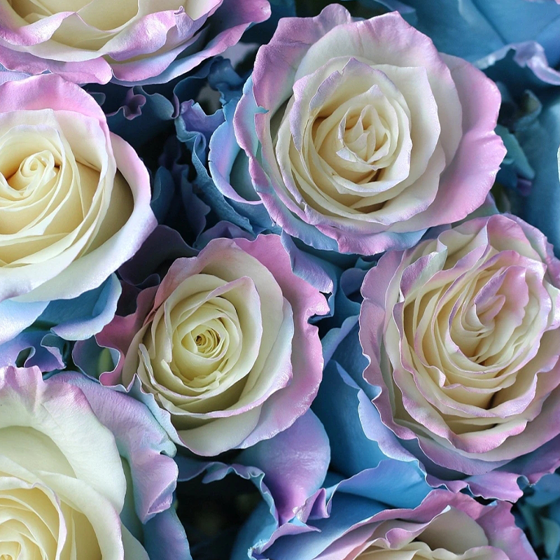 🌹Rare Rose - Fairy Tale