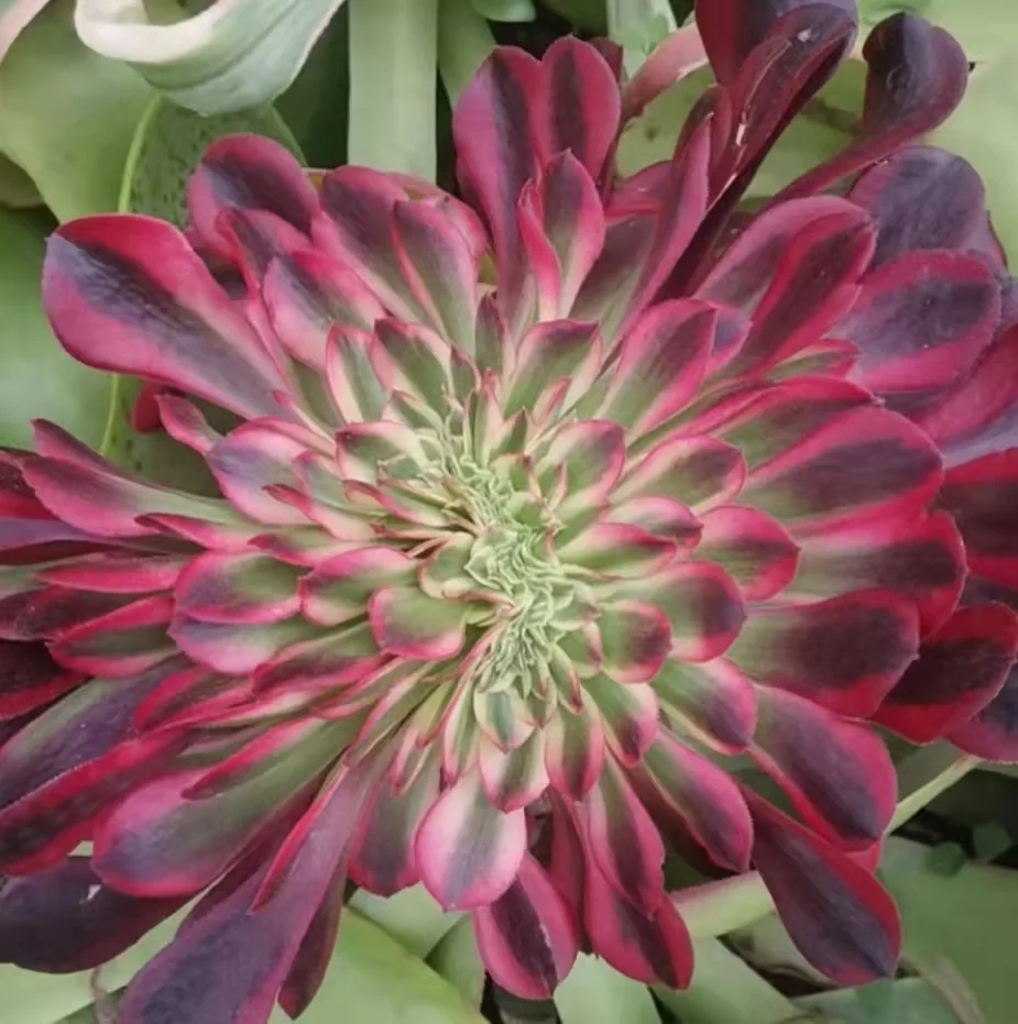 Carefully selected, unique, unique, especially beautiful