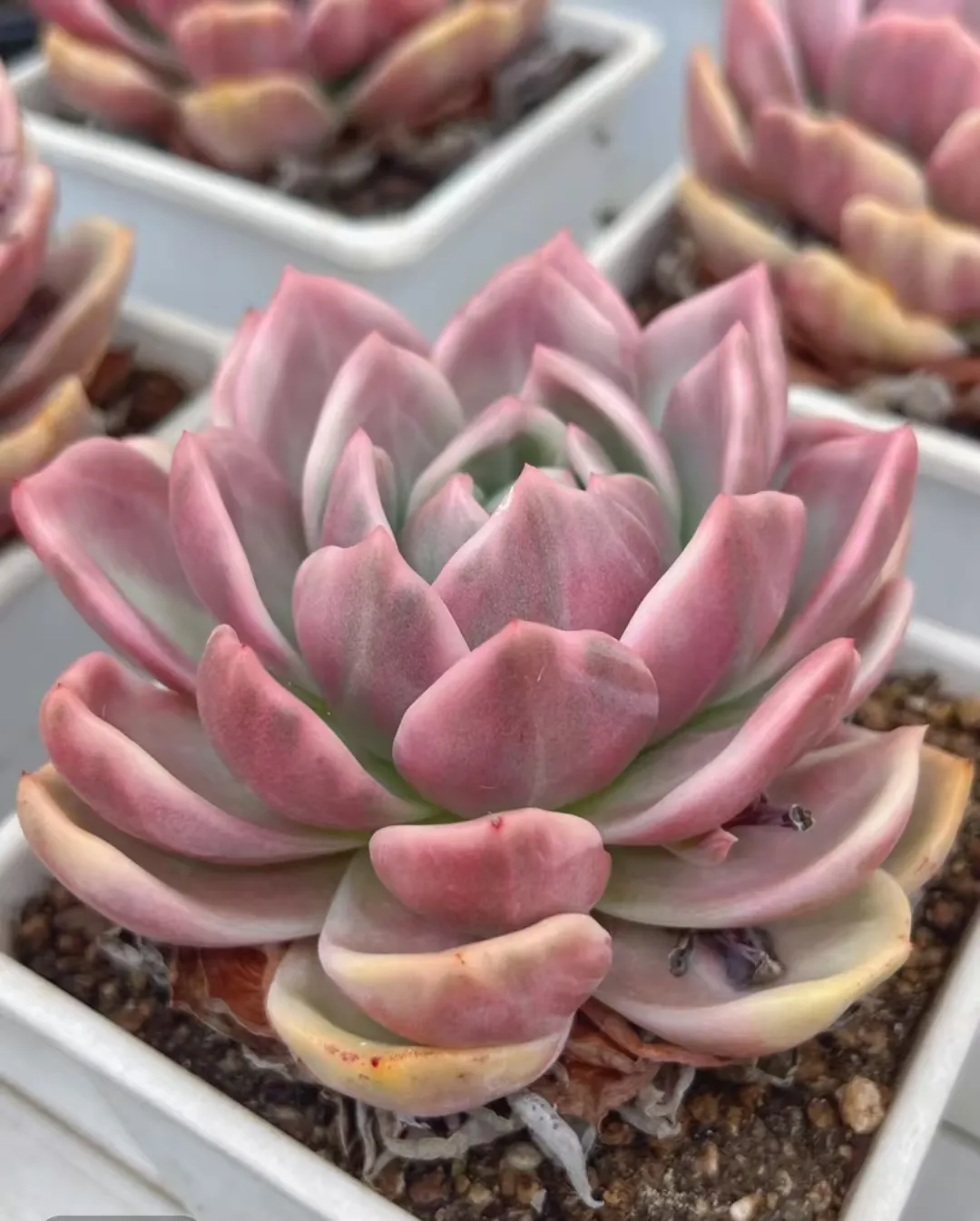 plant Aeonium Echeveria Haworthia  Caudex  Lithops Cactus  Agave 