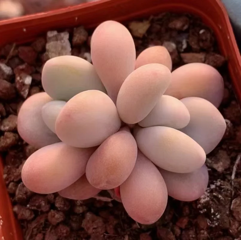 626.Echeveria Pink rabbit single head and cluster/Echeveria/Succulent plants / Garden landscape / Carefully select healthy plants