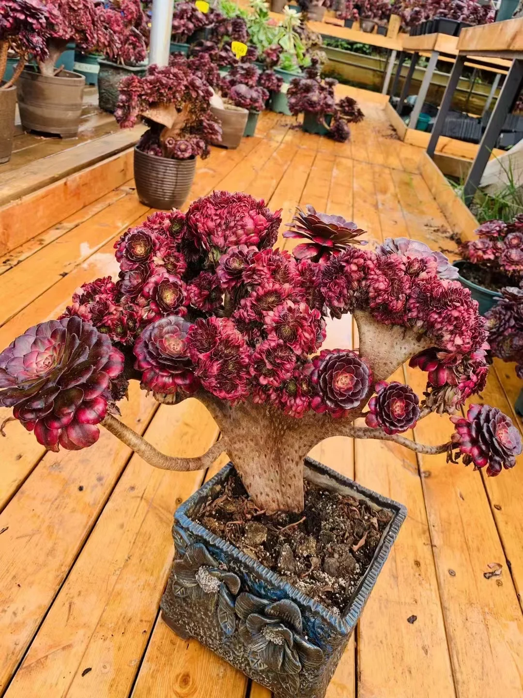 201.   Hongyan crested cutting 6cm/ Aeonium crested/  / Garden landscape / Carefully select healthy plants