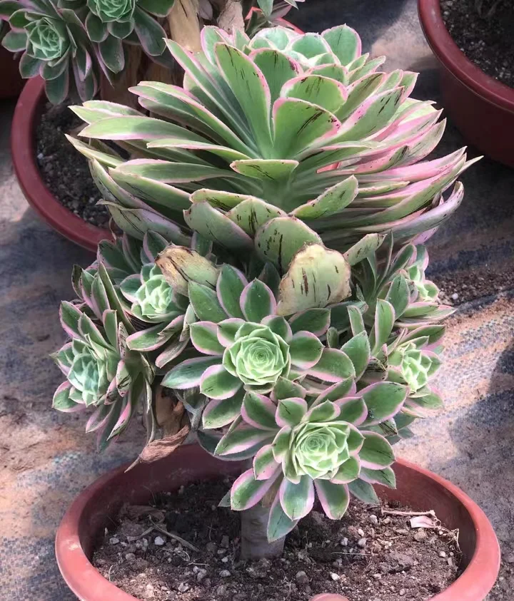 plant Aeonium Echeveria Haworthia  Caudex  Lithops Cactus  Agave 