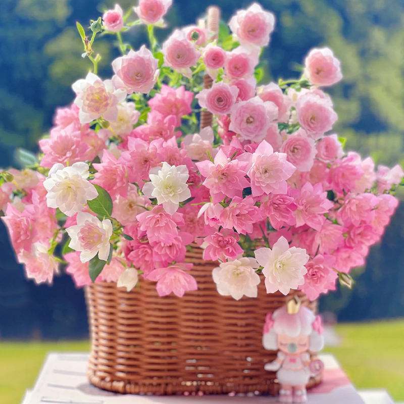 ⭐Perennial Rose Miniature 'Stars'💐