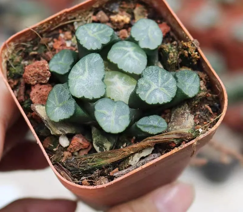 hts8Haworthia Maughanii 'Burning Cloud 3-4cm/ Haworthia/ Succulent plants / Garden landscape / Carefully select healthy plants