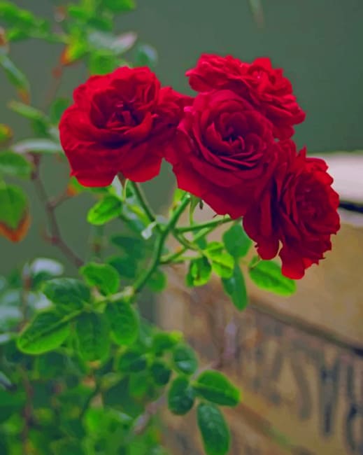 

Red Roses – Paint By Numbers - 40*50CM, 501 Original