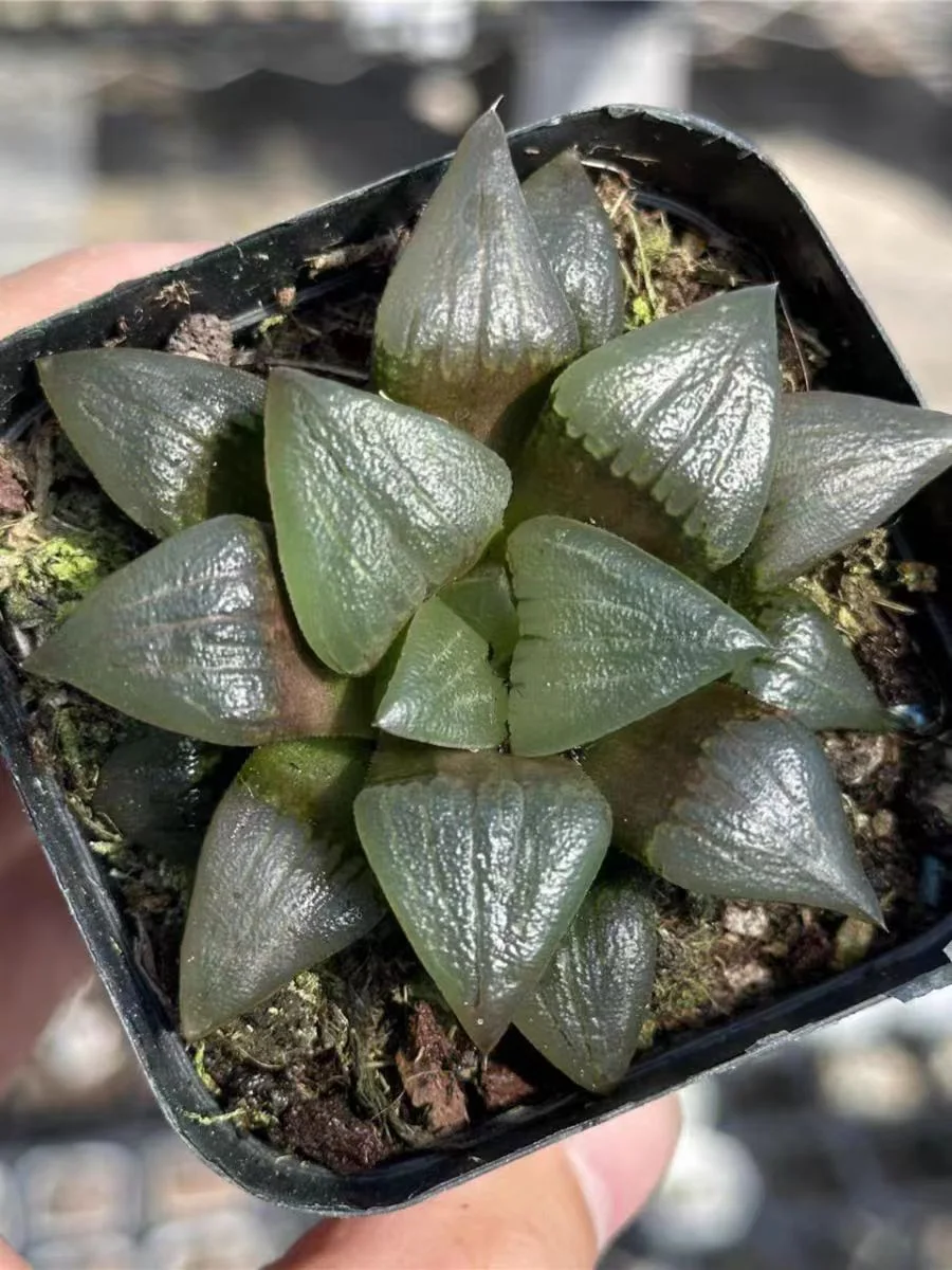 bjbm40. Haworthia retusa Rhodochrosite 4-5cm/ Haworthia/ Succulent plants / Garden landscape / Carefully select healthy plants