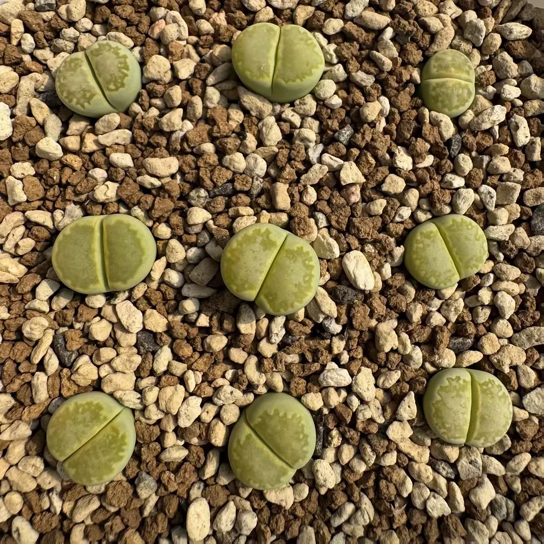 plant Aeonium Echeveria Haworthia  Caudex  Lithops Cactus  Agave 
