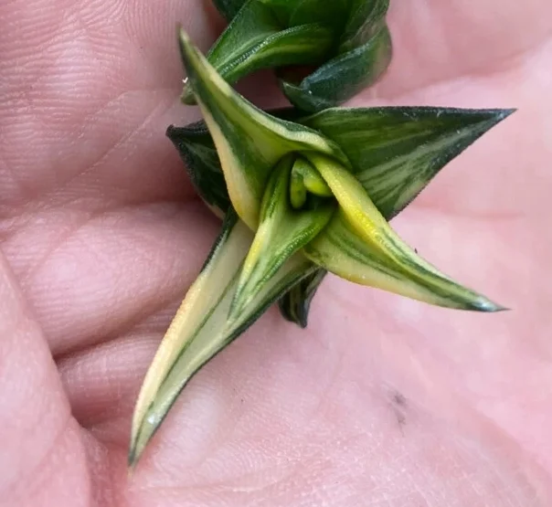 plant Aeonium Echeveria Haworthia  Caudex  Lithops Cactus  Agave 