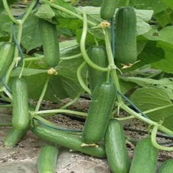 Thorn-less Mini Cucumber Seeds