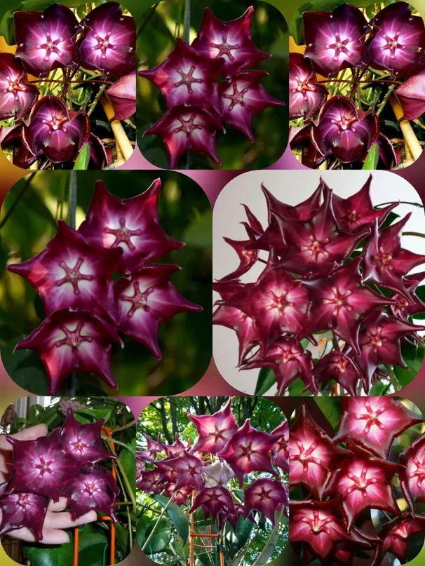 Hoya macgillivrayi ホヤ マクギリブライ ホヤ植物 ホヤの花