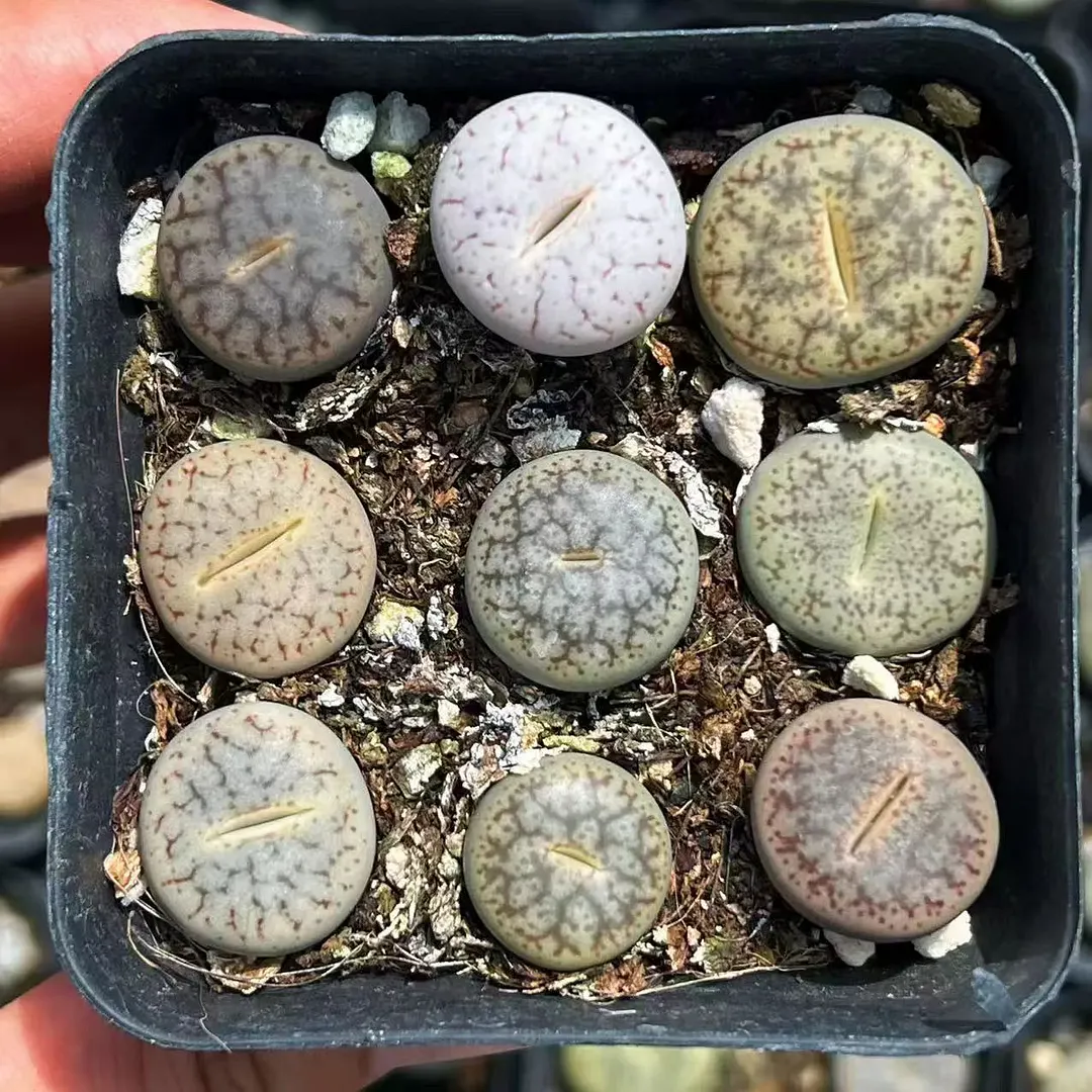 plant Aeonium Echeveria Haworthia  Caudex  Lithops Cactus  Agave 