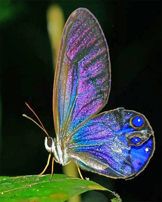 

Magical Butterfly – Paint By Numbers - 40*50CM, 501 Original