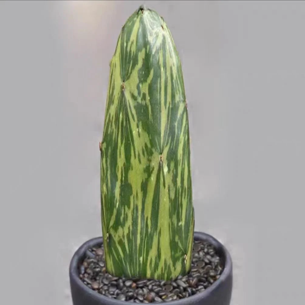 571. Marble brocade. /Cactus plants /Succulent plants /  Garden landscape / Carefully select healthy plants