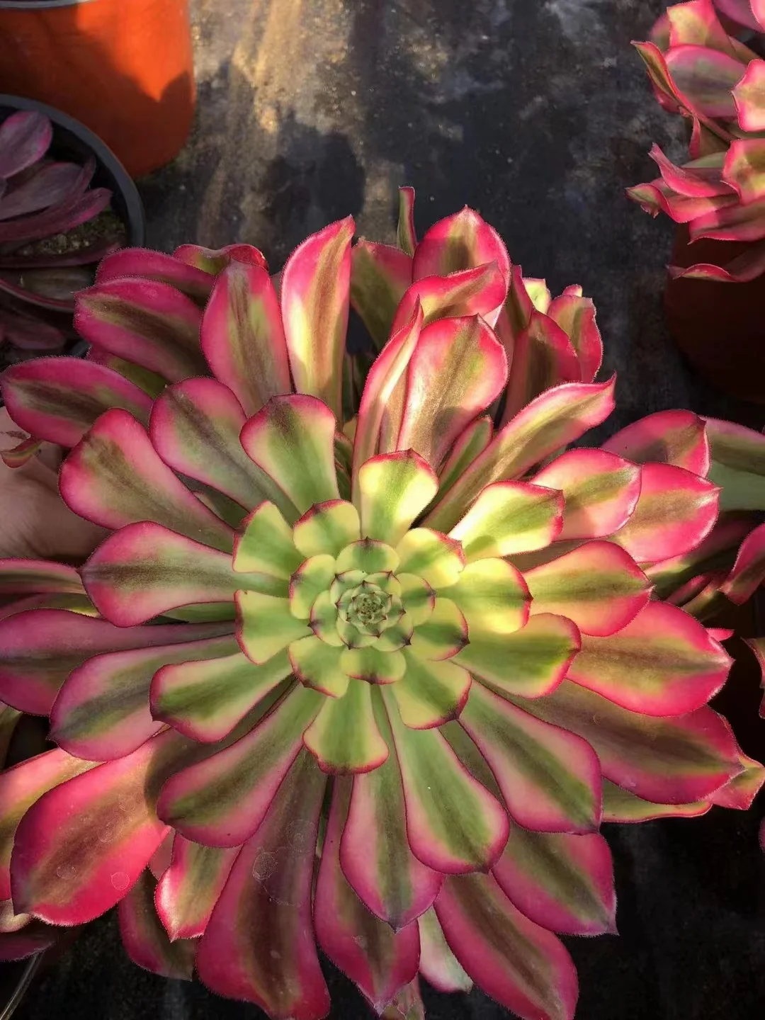 22.  Venus .  single head and cutting  / Aeonium  / Succulent plants / Garden landscape / Carefully select healthy plants