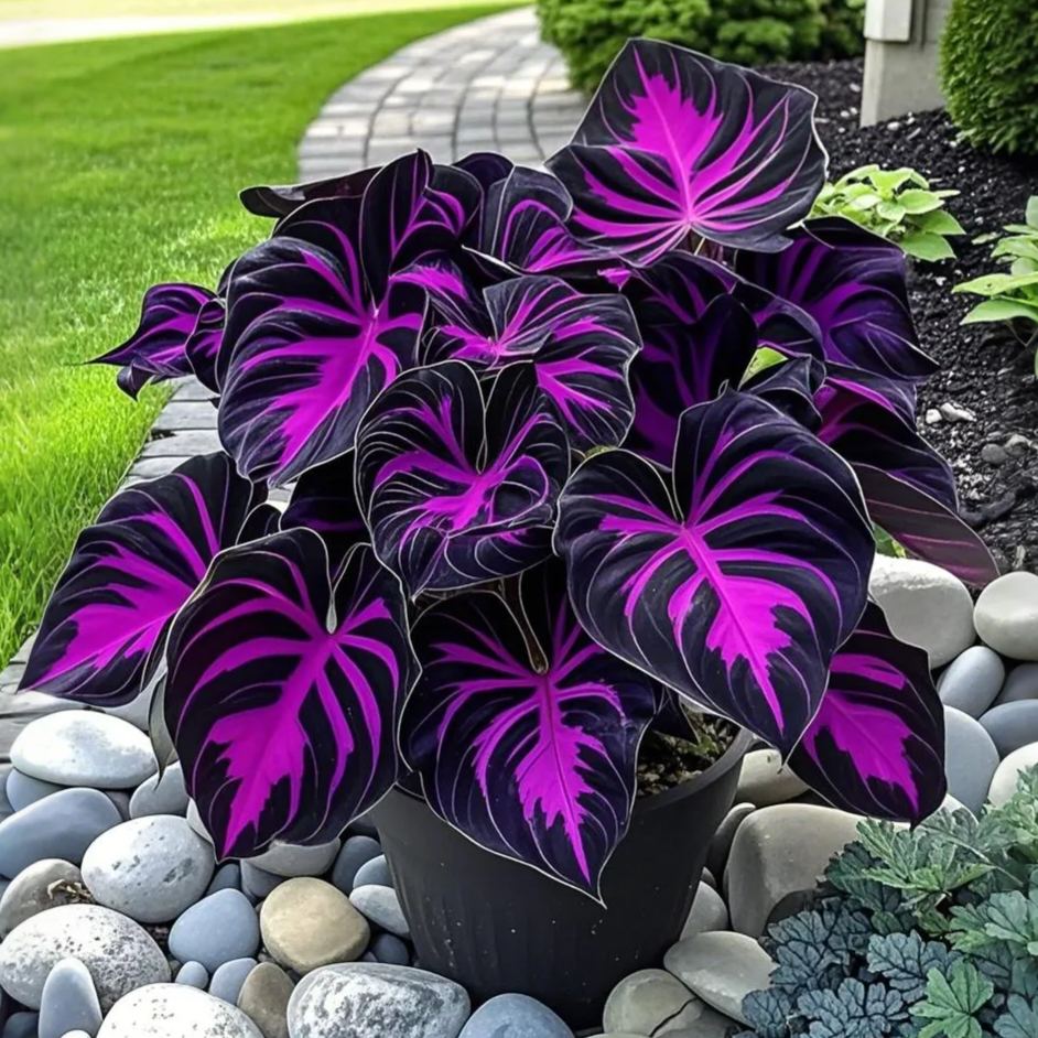 Twilight-Potted Alocasia Bulbs 🍃