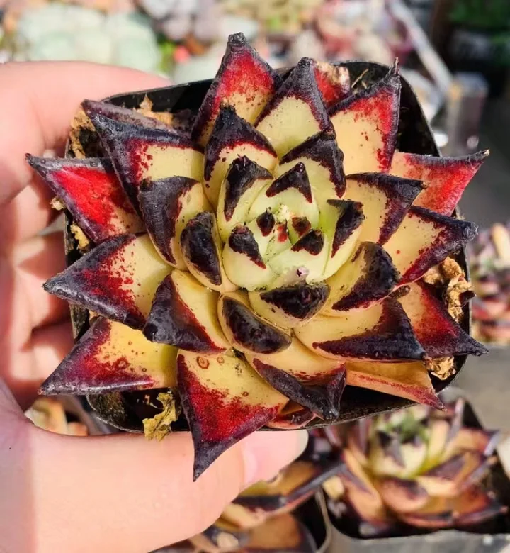 328.  Yellow Ebony single head 5-6cm/ Echeveria / Succulent plants / Garden landscape / Carefully select healthy plants