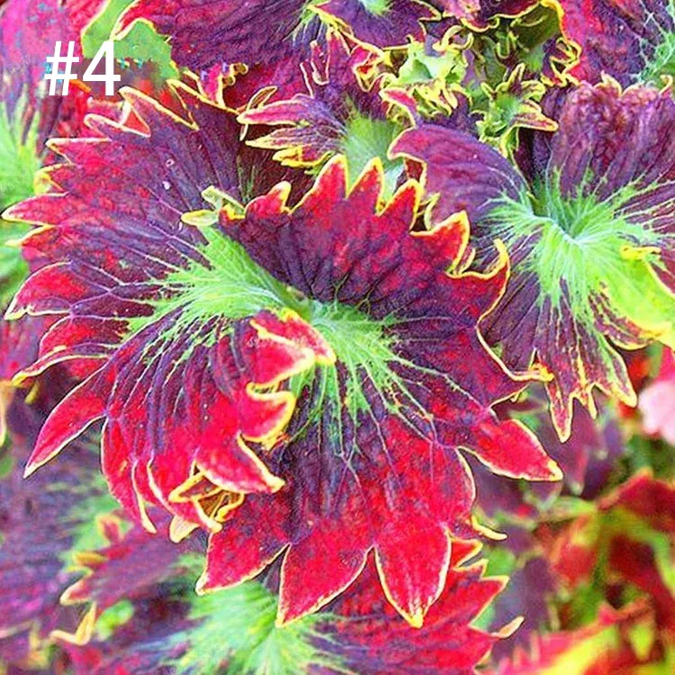 Coleus Bonsai Flower Leaf Plants Rainbow Dragon Seeds Garden