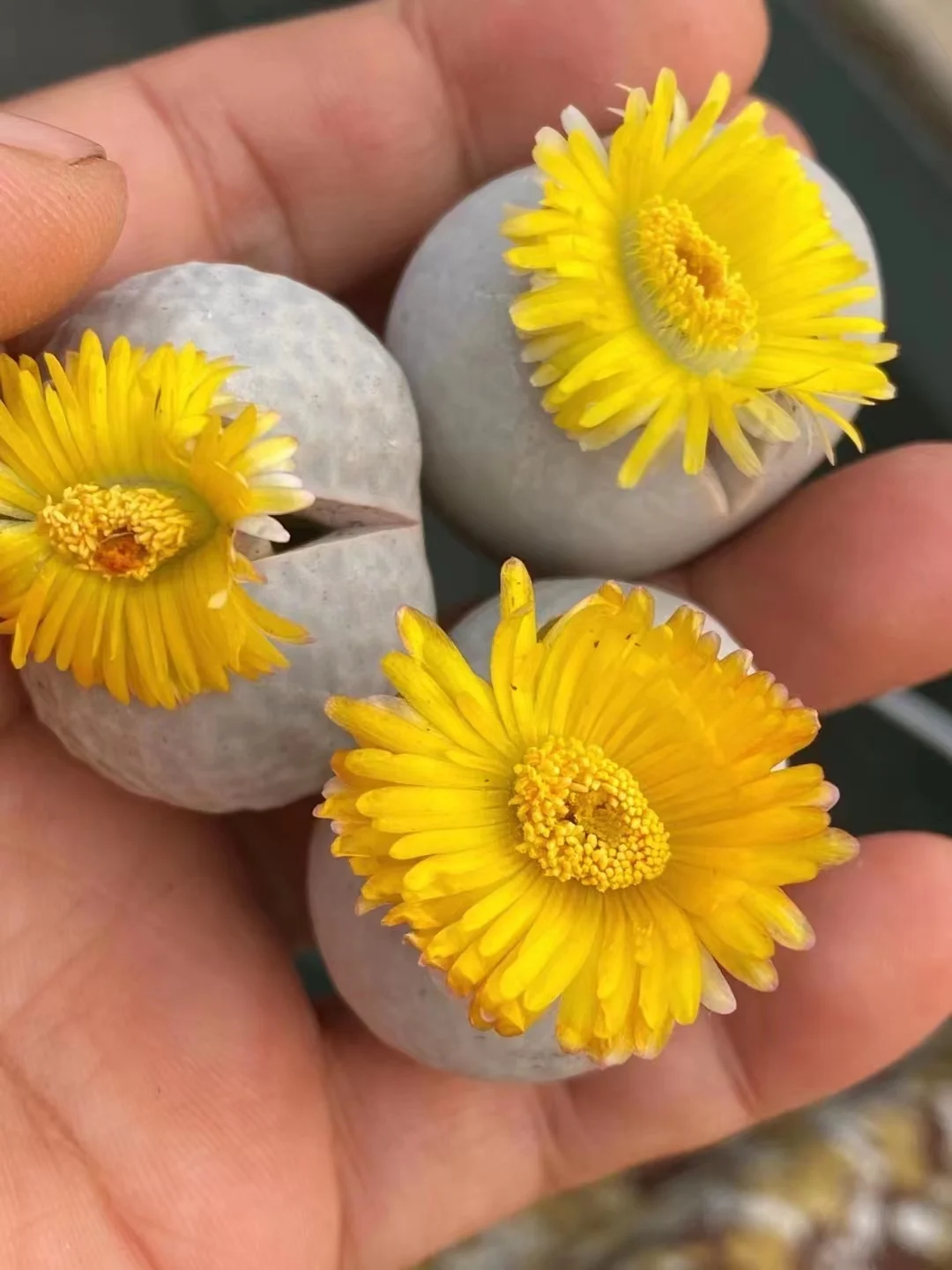 241.  Golf single head 1.5-1.7cm/ Lithops and Conophytum  /  Succulent plants / Garden landscape / Carefully select healthy plants