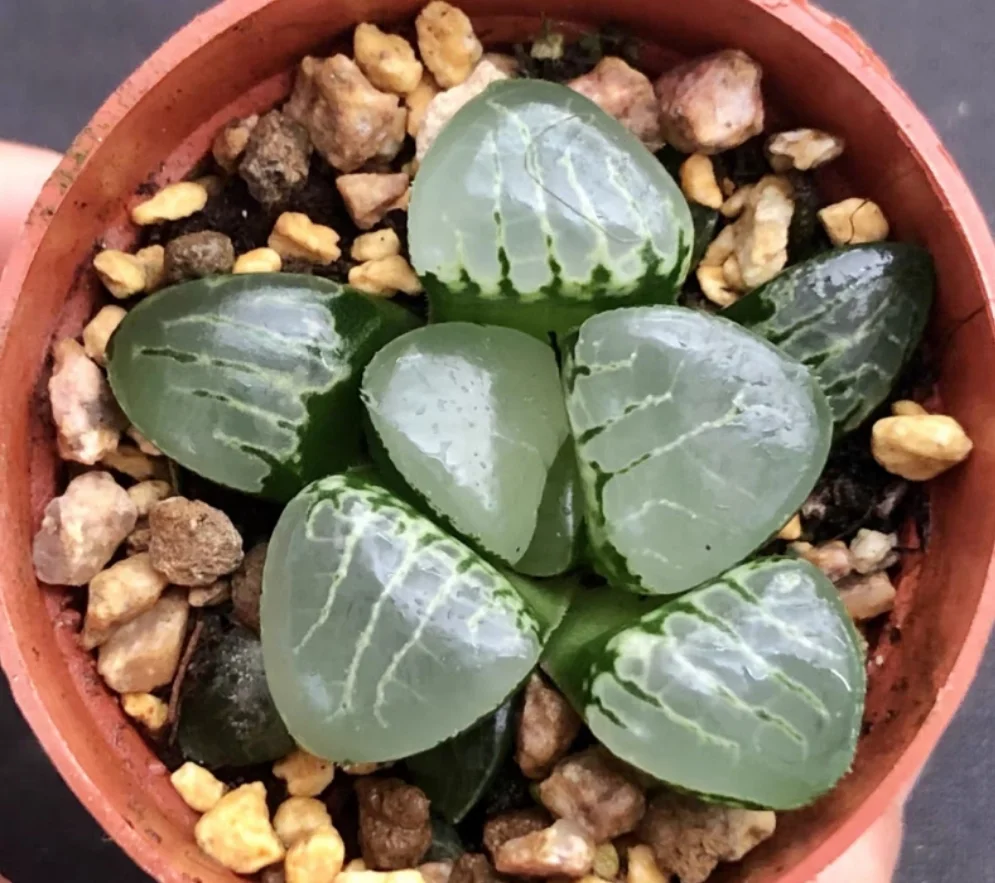 plant Aeonium Echeveria Haworthia  Caudex  Lithops Cactus  Agave 