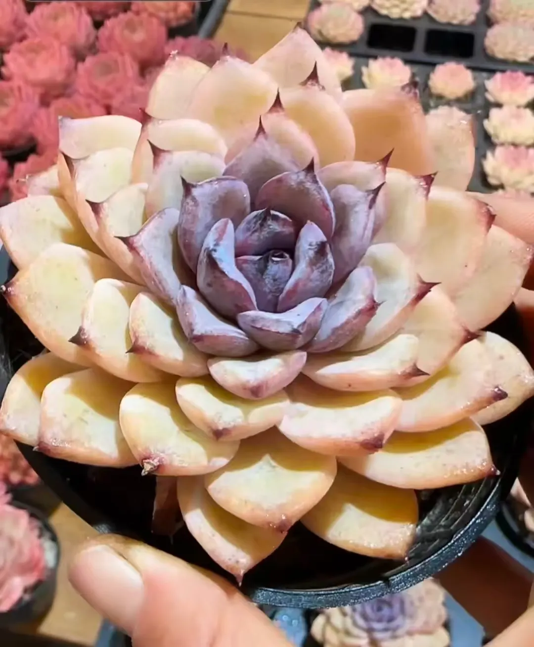 plant Aeonium Echeveria Haworthia  Caudex  Lithops Cactus  Agave 
