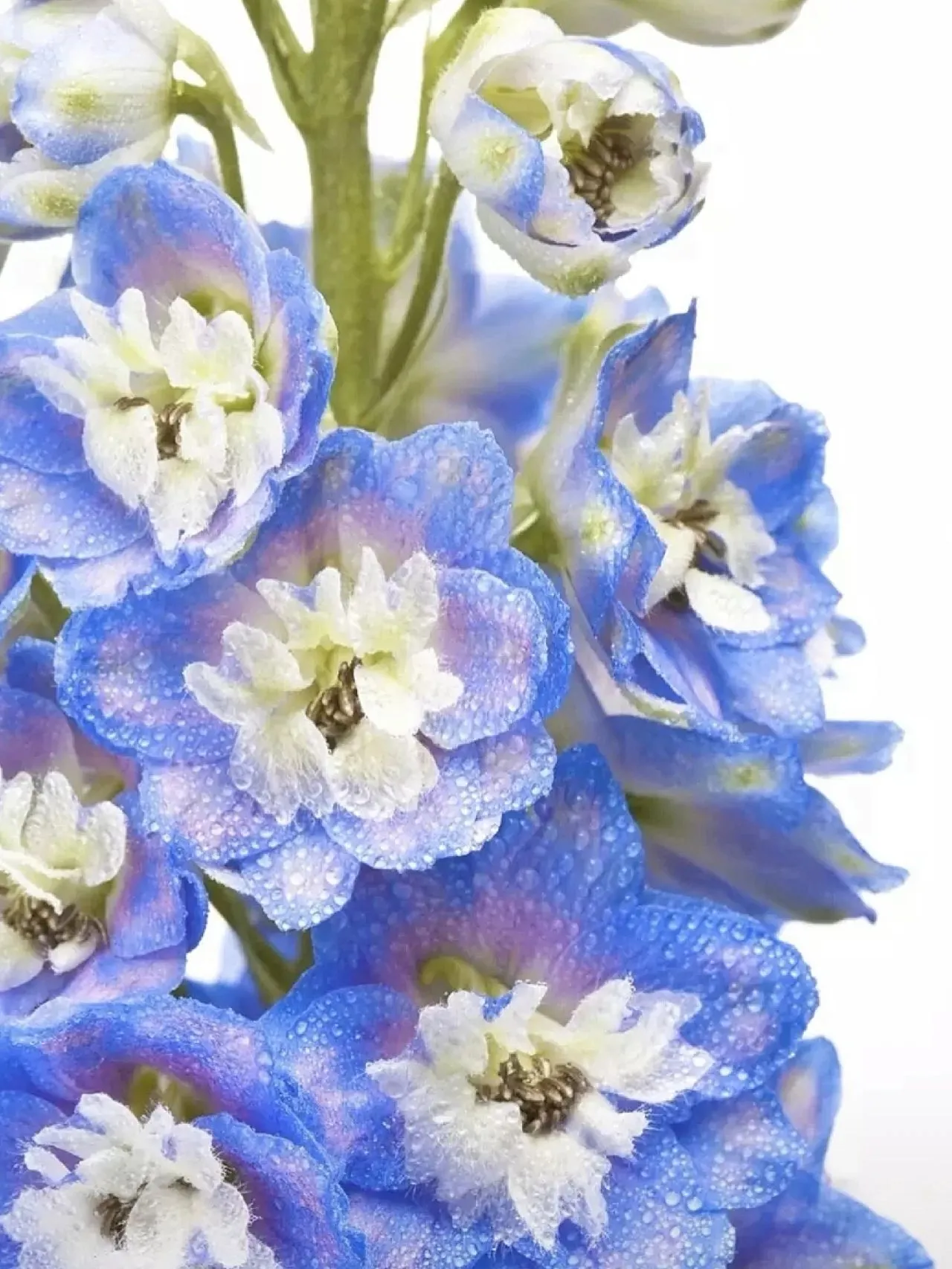 Delphinium Seeds-Mixed 7 Colors