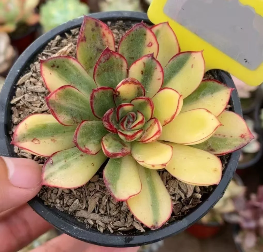 plant Aeonium Echeveria Haworthia  Caudex  Lithops Cactus  Agave 