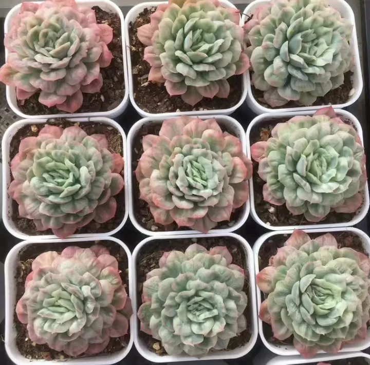 plant Aeonium Echeveria Haworthia  Caudex  Lithops Cactus  Agave 