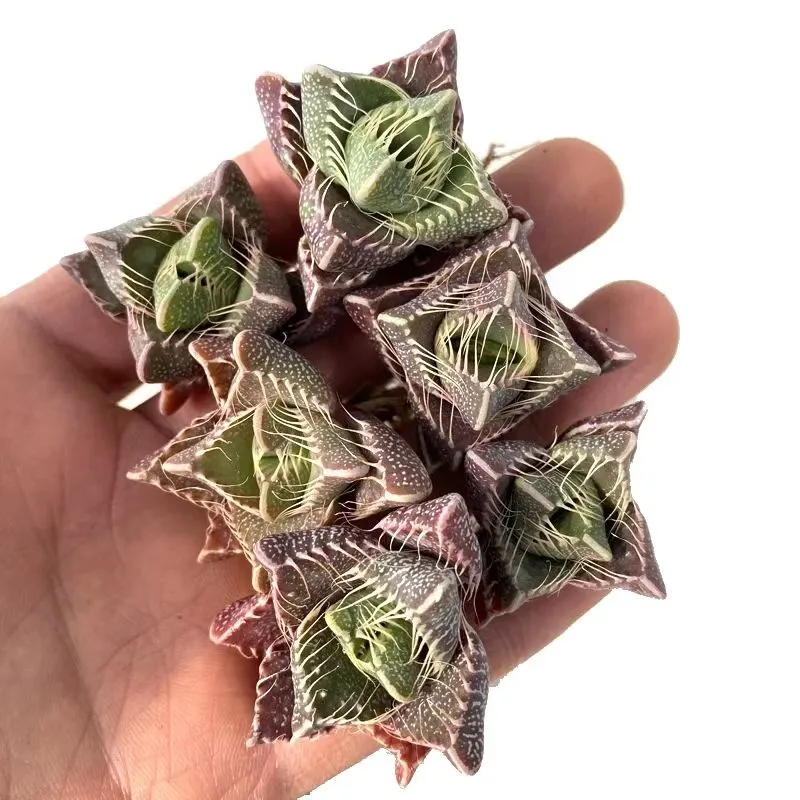 plant Aeonium Echeveria Haworthia  Caudex  Lithops Cactus  Agave 