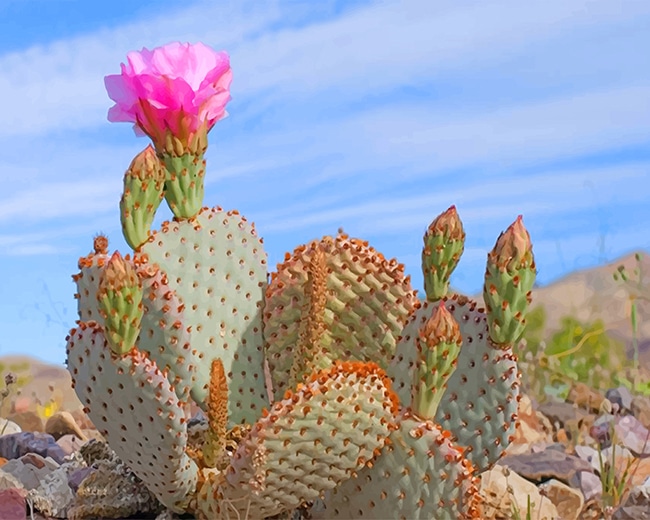 

Death Valley Cactus – Paint By Numbers - 40*50CM, 501 Original