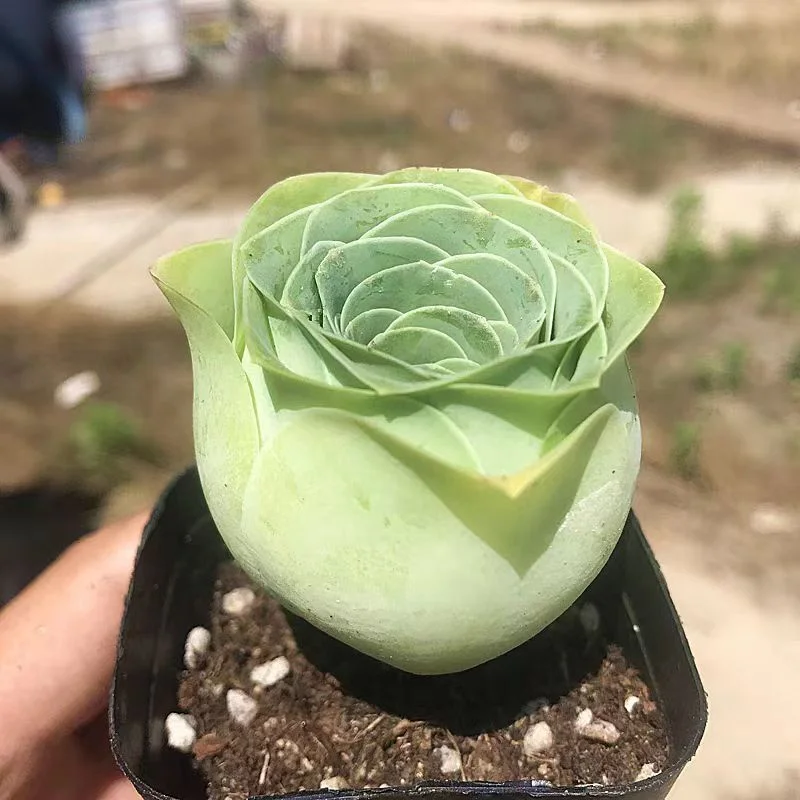 plant Aeonium Echeveria Haworthia  Caudex  Lithops Cactus  Agave 