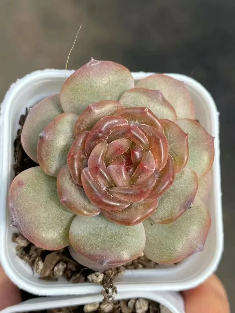 plant Aeonium Echeveria Haworthia  Caudex  Lithops Cactus  Agave 