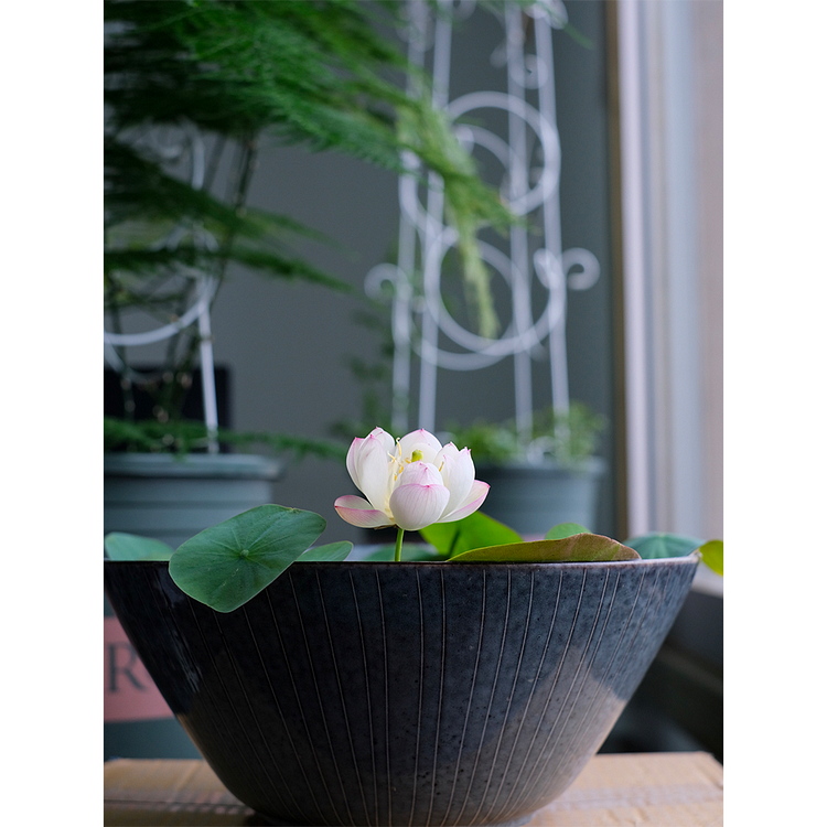 Bowl Lotus: Embracing Zen through Blossoms