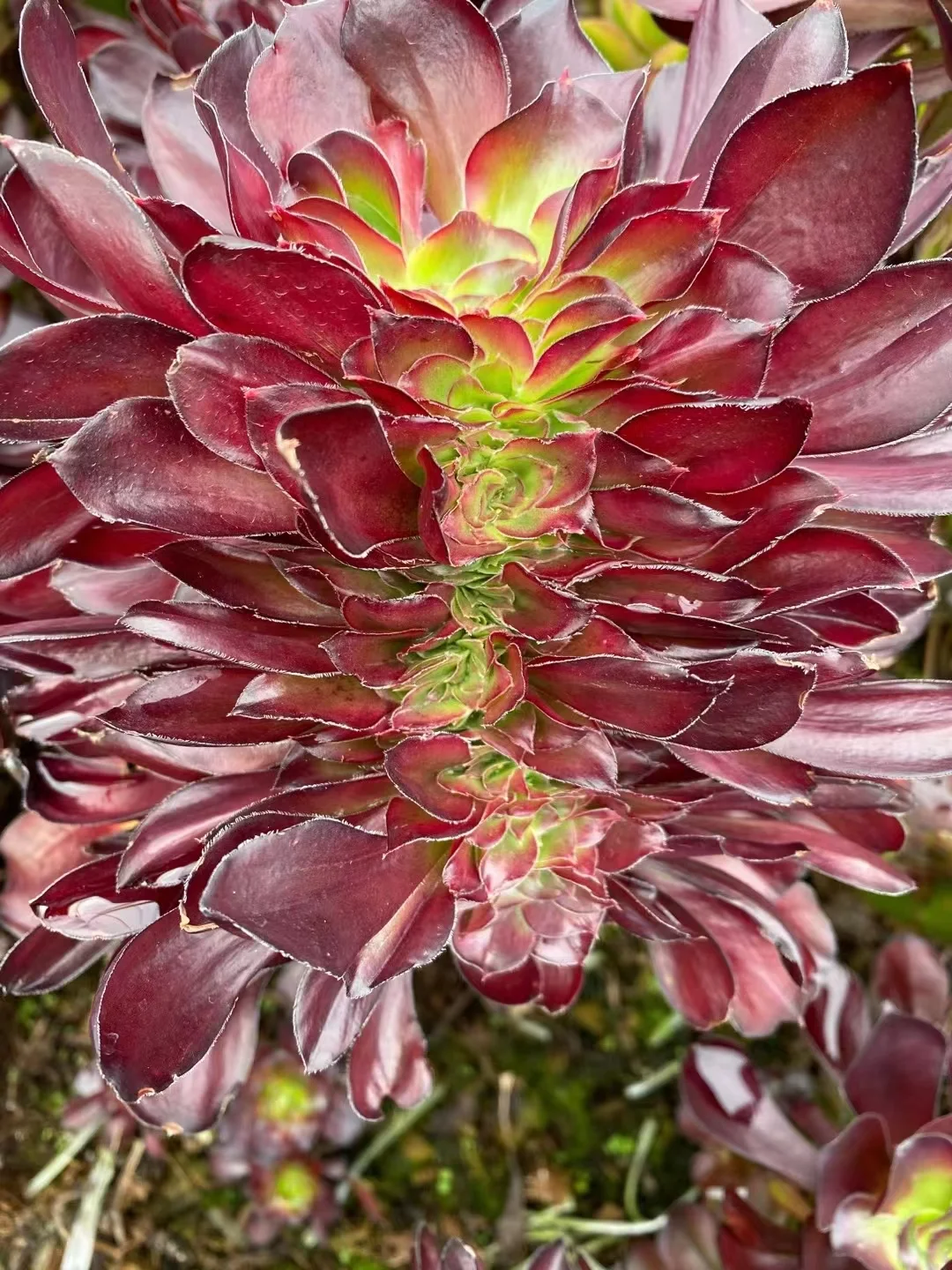 349. Voodoo crested cutting 6cm/ Aeonium crested/ Succulent plants / Garden landscape / Carefully select healthy plants