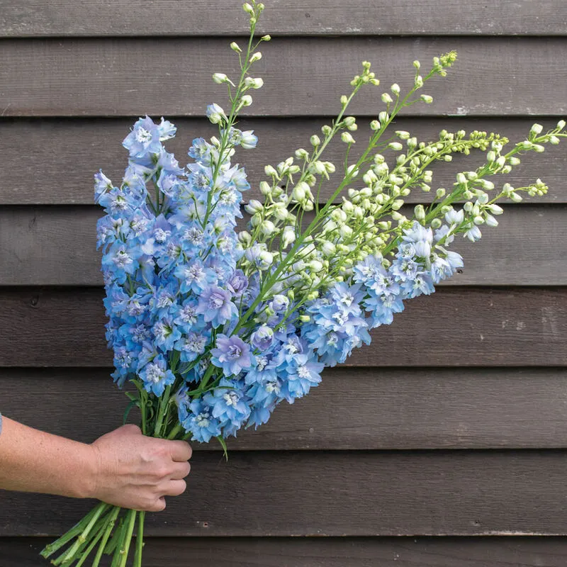 40 Seeds Baby Blue Larkspur Seeds