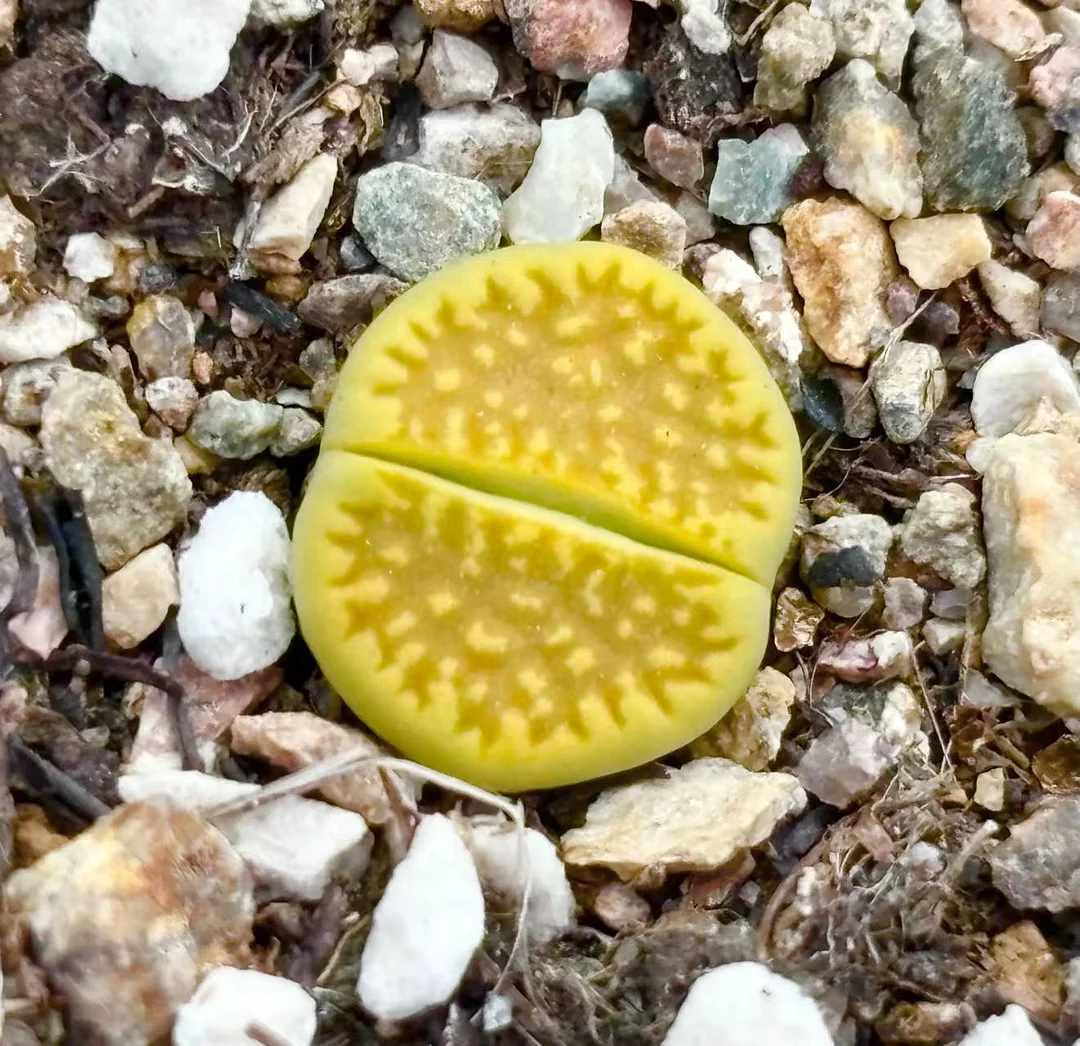 plant Aeonium Echeveria Haworthia  Caudex  Lithops Cactus  Agave 