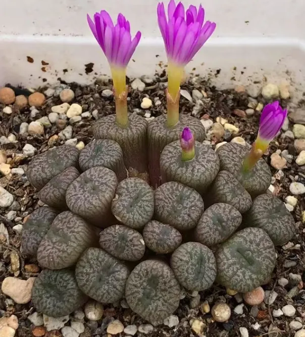 plant Aeonium Echeveria Haworthia  Caudex  Lithops Cactus  Agave 