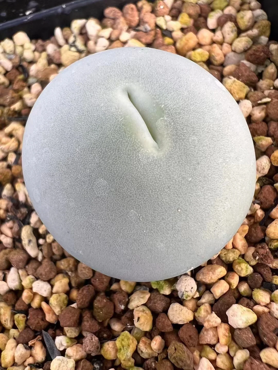 plant Aeonium Echeveria Haworthia  Caudex  Lithops Cactus  Agave 